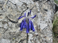 Agapanthus inapertus