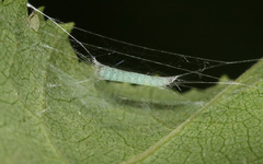 Lyonetia