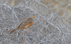 Emberiza caesia
