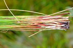 Schoenus quadrangularis