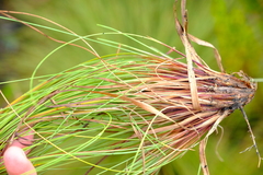 Ficinia quinquangularis