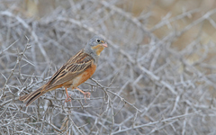 Emberiza caesia