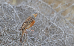 Emberiza caesia
