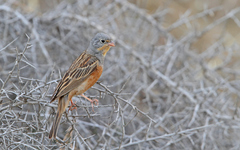 Emberiza caesia