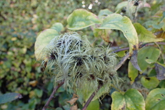 Clematis vitalba