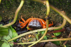 Geothelphusa dehaani