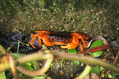 Geothelphusa dehaani