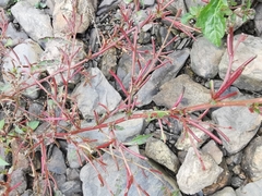 Ludwigia prostrata