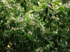 Aidia cochinchinensis