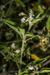 Solanum chenopodioides