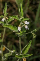 Solanum chenopodioides