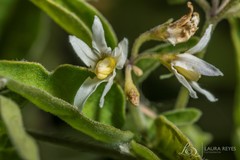 Solanum chenopodioides