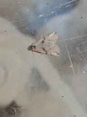 Zebeeba falsalis