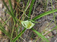 Colchicum striatum