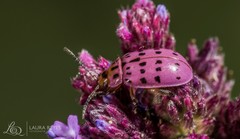 Alagoasa vigintiseptemmaculata