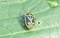 Eurydema gebleri