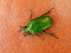 Ischiopsopha wallacei