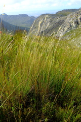 Pentameris macrocalycina