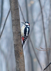 Dendrocopos major