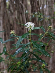 Pimelea drupacea