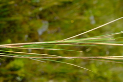 Pentameris macrocalycina