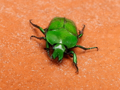 Ischiopsopha wallacei