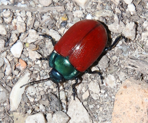 Chrysolina grossa