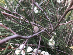 Hakea mitchellii
