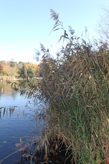 Phragmites australis