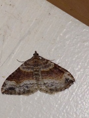 Xanthorhoe defensaria