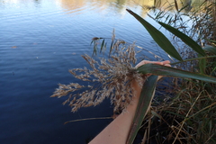 Phragmites australis