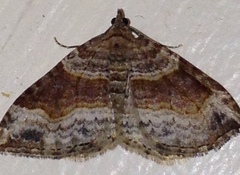 Xanthorhoe defensaria