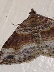 Xanthorhoe defensaria