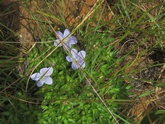 Craterocapsa tarsodes