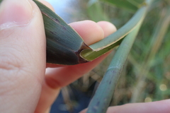 Phragmites australis
