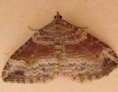 Xanthorhoe defensaria