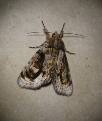 Zalissa catocalina