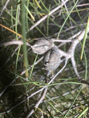 Hakea mitchellii
