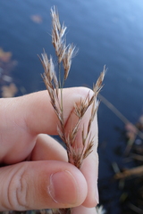 Phragmites australis