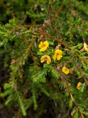 Phyllota diffusa
