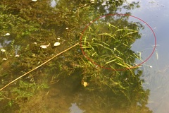 Vallisneria spiralis