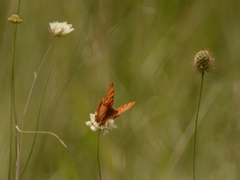 Catacroptera cloanthe cloanthe