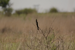 Euplectes progne progne