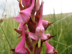 Disa rhodantha