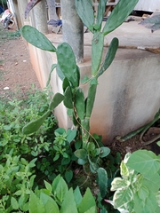 Opuntia cochenillifera