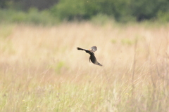 Euplectes progne progne