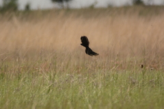 Euplectes progne progne