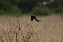 Euplectes progne progne