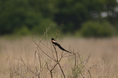 Euplectes progne progne