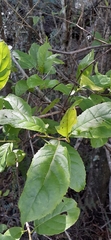 Ehretia acuminata
